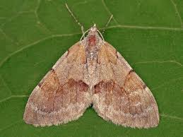 Attēlu rezultāti vaicājumam “Pennithera firmata”