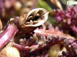 Attēlu rezultāti vaicājumam “Pedicularis palustris subsp. opsiantha”