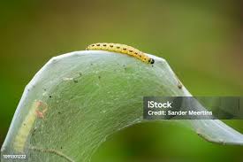 Attēlu rezultāti vaicājumam “Yponomeutidae”