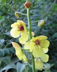 Image result for Verbascum blattaria