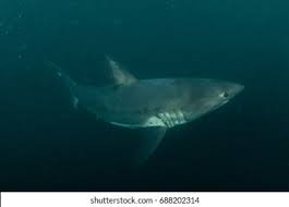 Image result for Lamna ditropis