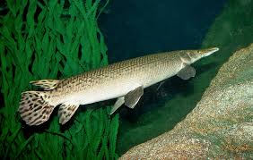 Image result for Atractosteus spatula