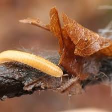 Attēlu rezultāti vaicājumam “Polyzonium germanicum”