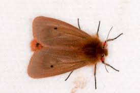 Attēlu rezultāti vaicājumam “Phragmatobia fuliginosa imago”