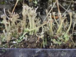 Attēlu rezultāti vaicājumam “Cladonia phyllophora”