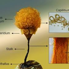 Attēlu rezultāti vaicājumam “Symphytocarpus impexus spores”