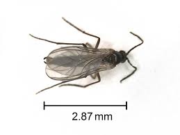 Attēlu rezultāti vaicājumam “Sciaridae”