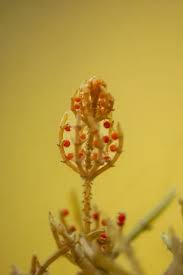 Attēlu rezultāti vaicājumam “Chara tomentosa”