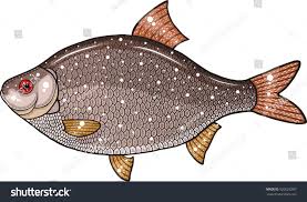 Image result for Rutilus caspicus