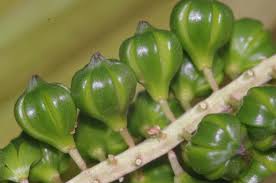 Attēlu rezultāti vaicājumam “Juncaginaceae”