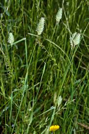 Attēlu rezultāti vaicājumam “Phalaroides arundinacea”