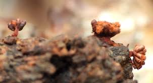 Attēlu rezultāti vaicājumam “Oligonema favogineum spores”