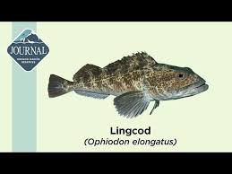 Image result for Ophiodon elongatus