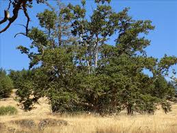 Attēlu rezultāti vaicājumam “Trichia contorta young”