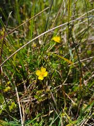 Image result for Potentilla erecta