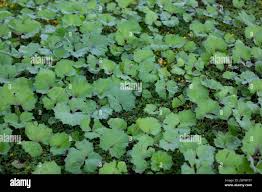 Attēlu rezultāti vaicājumam “Tussilago farfara leaf”