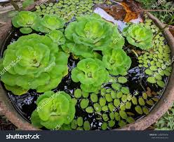 Attēlu rezultāti vaicājumam “Pistia stratiotes”