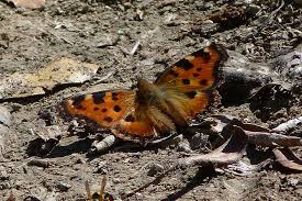 Attēlu rezultāti vaicājumam “Nymphalis xanthomelas larva”