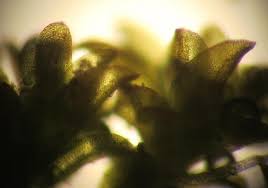 Attēlu rezultāti vaicājumam “Gymnostomum calcareum macro”