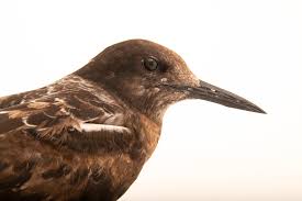 Image result for Onychoprion fuscatus