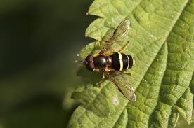 Attēlu rezultāti vaicājumam “Dasysyrphus tricinctus”