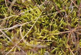 Attēlu rezultāti vaicājumam “Aulacomnium palustre”