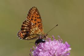 Attēlu rezultāti vaicājumam “Brenthis ino upperside”