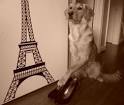 Tango's Day Off