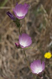 Attēlu rezultāti vaicājumam “Badhamia lilacina var. megaspora sessile”