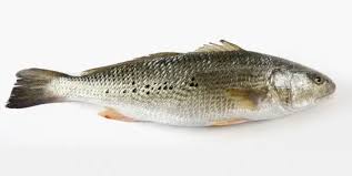 Image result for Sciaenops ocellatus