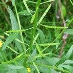 Attēlu rezultāti vaicājumam “Erysimum cheiranthoides fruit”