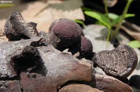 Attēlu rezultāti vaicājumam “Daldinia concentrica”