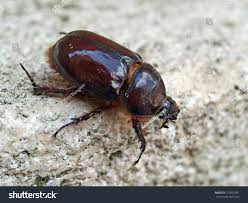 Attēlu rezultāti vaicājumam “Oryctes nasicornis”