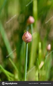 Attēlu rezultāti vaicājumam “Allium schoenoprasum bud”