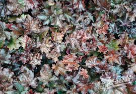 Image result for HEUCHERA americana 'Palace Purple Auslese'
