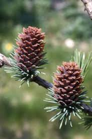 Image result for furum bler