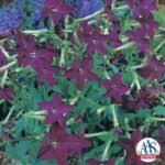 Image result for Nicotiana x sanderae `Perfume`F1