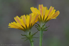 Attēlu rezultāti vaicājumam “Picris hieracioides”