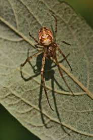 Attēlu rezultāti vaicājumam “Metellina segmentata”