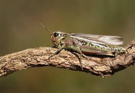 Attēlu rezultāti vaicājumam “Stethophyma grossum”