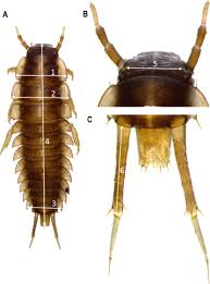 Attēlu rezultāti vaicājumam “Necrodes littoralis”