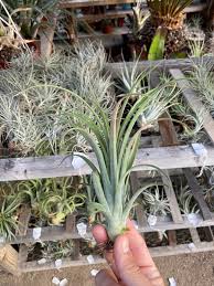 Image result for tillandsia umbellata