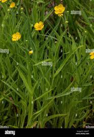 Attēlu rezultāti vaicājumam “Ranunculus lingua”