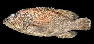 Image result for Cephalopholis cruentata