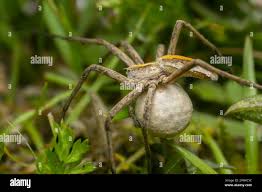 Attēlu rezultāti vaicājumam “Pisaura mirabilis female”