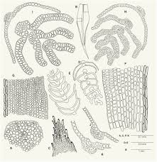 Attēlu rezultāti vaicājumam “Grimmia pulvinata sporophyte”