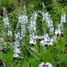 Attēlu rezultāti vaicājumam “Veronica austriaca subsp. teucrium leaf”