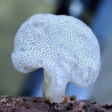 Attēlu rezultāti vaicājumam “Pseudohydnum gelatinosum”