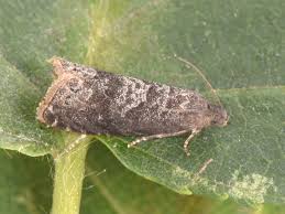 Attēlu rezultāti vaicājumam “Grapholita funebrana”