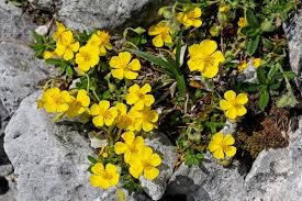 Attēlu rezultāti vaicājumam “Helianthemum nummularium”